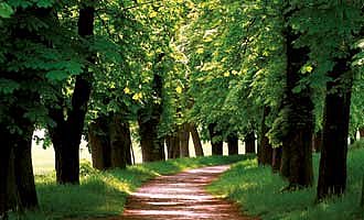 grüne Allee im Sonnenschein